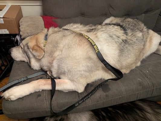 Dire Wolf Project™ Bungee Leash