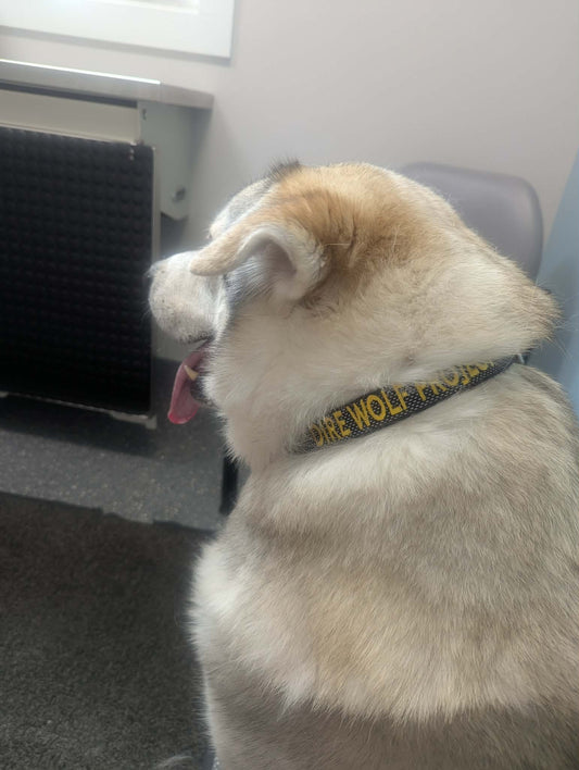 Dire Wolf Project™ Martingale Collar