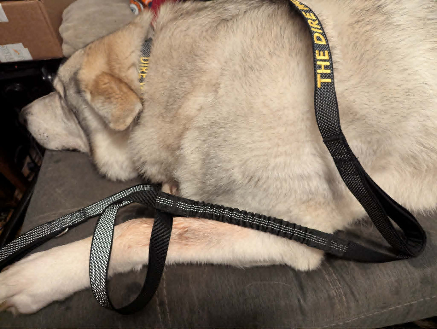 Dire Wolf Project™ Bungee Leash